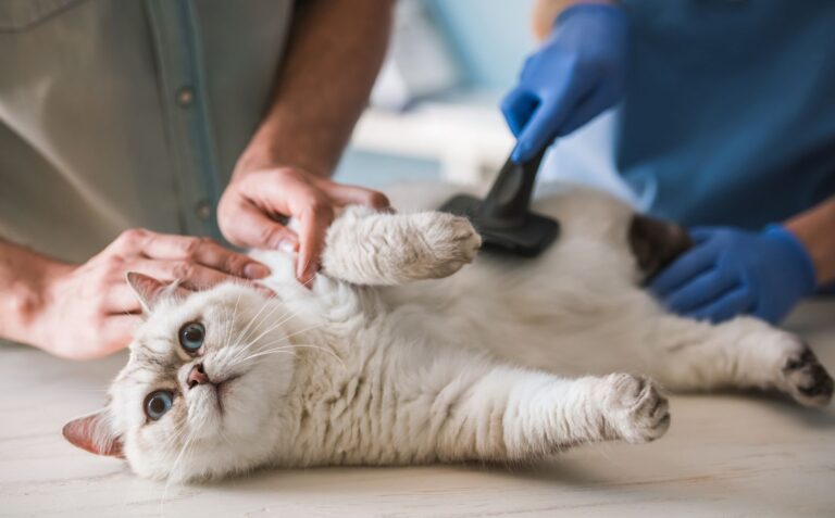 Malattie del gatto: come riconoscerle e prevenirle