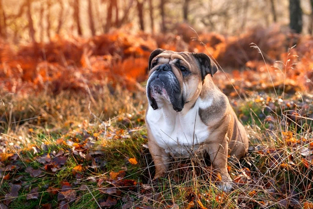 Bulldog Anglais 2