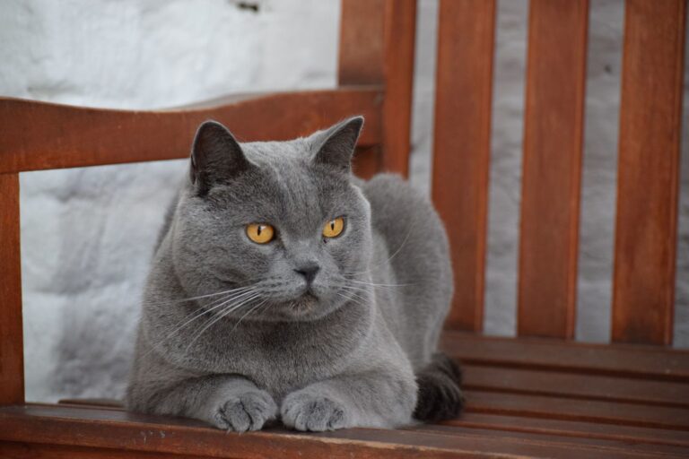 Gatto Certosino
