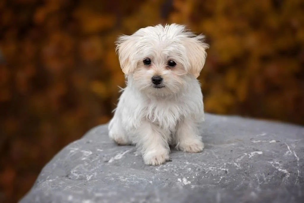 Cucciolo di Maltese