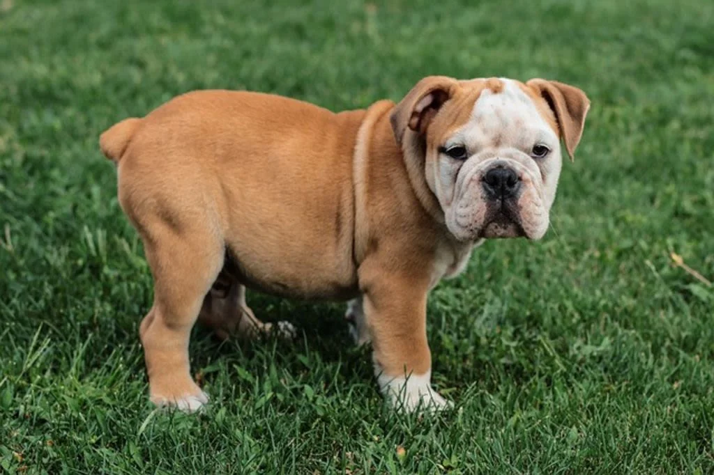 Chiot bouledogue anglais