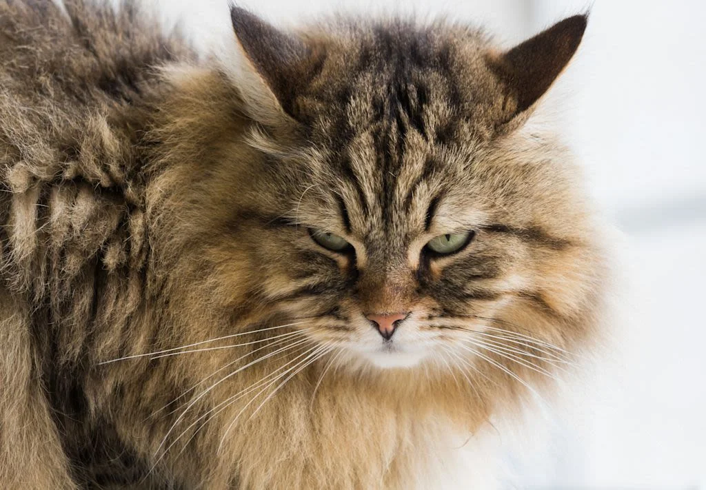  L&rsquo;alimentazione del gatto siberiano