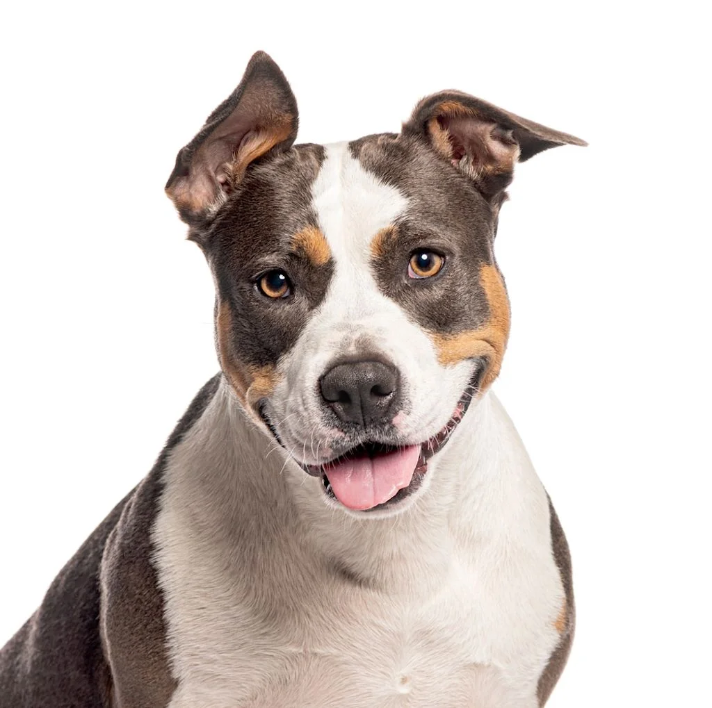American Staffordshire tricolore