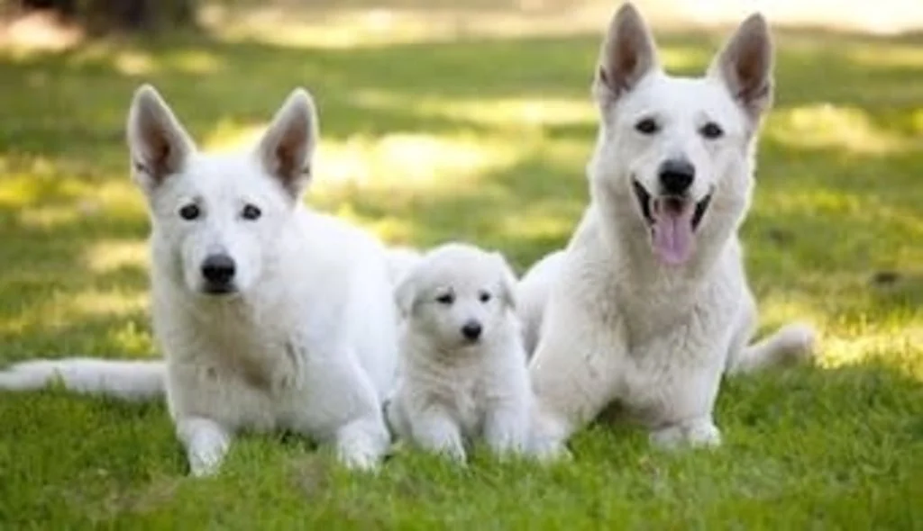 Cuccioli