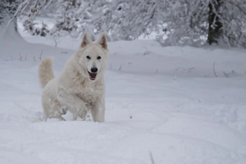 Nella neve