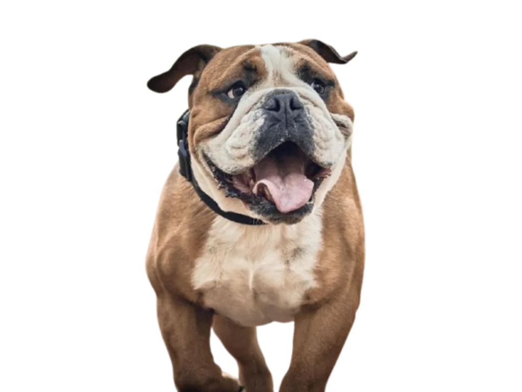 chien bulldog anglais dans les bois-removebg-preview
