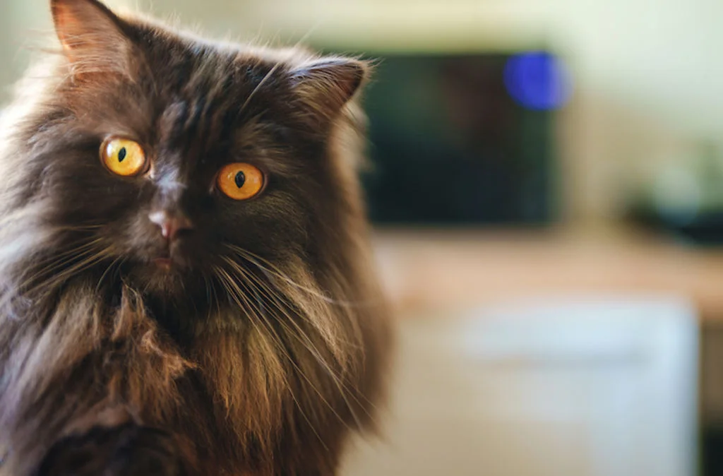 Gatto nero con occhi gialli