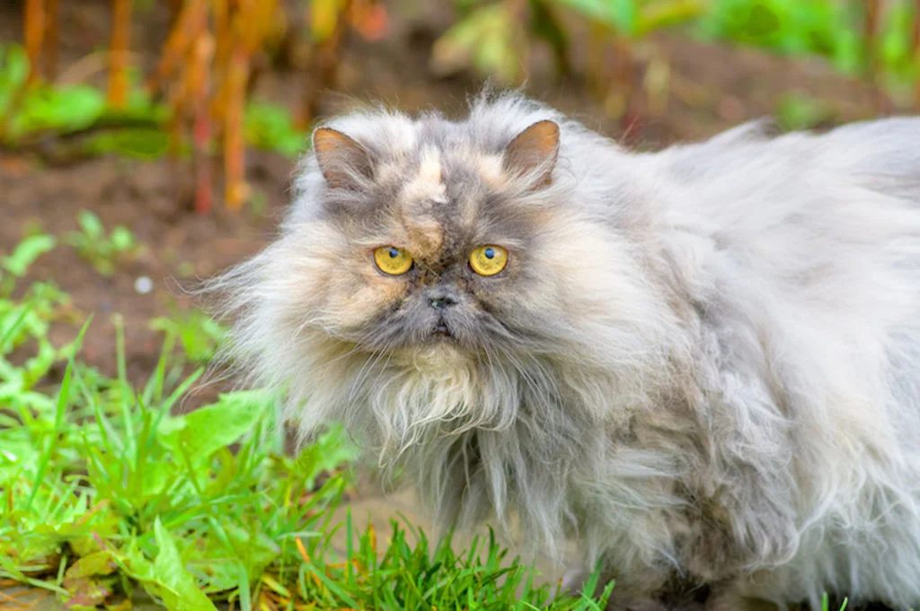 Gatto persiano grigio nell'erba