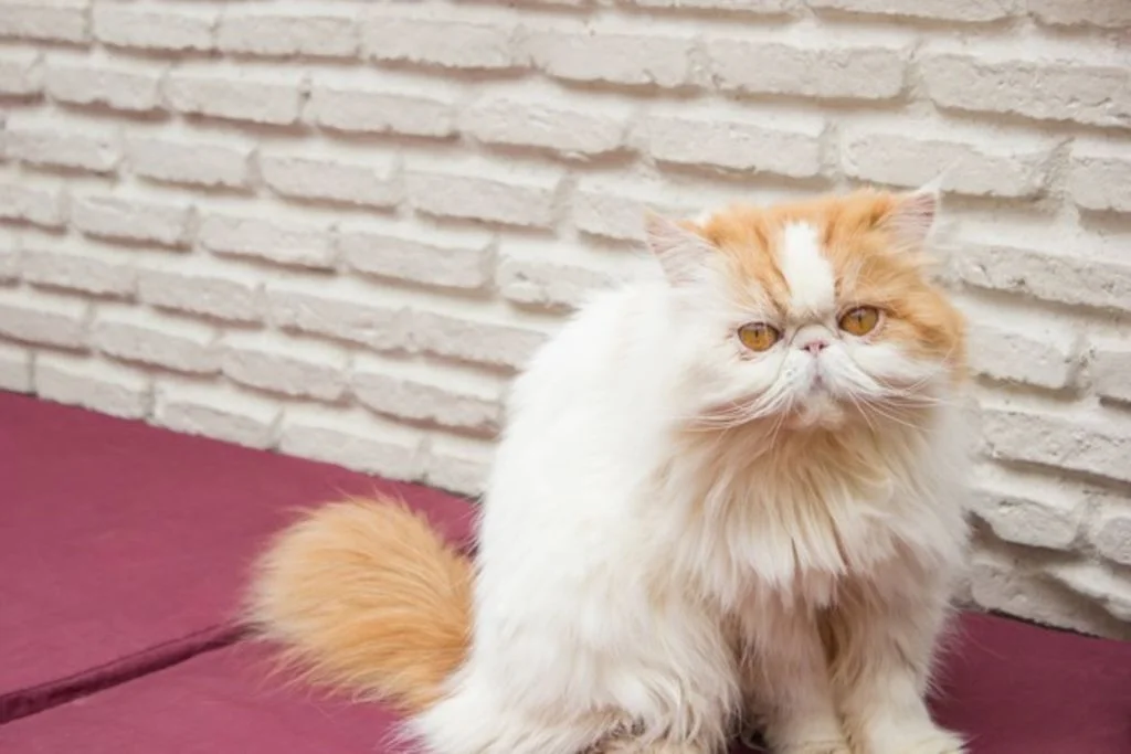 Gatto persiano bianco e rosso