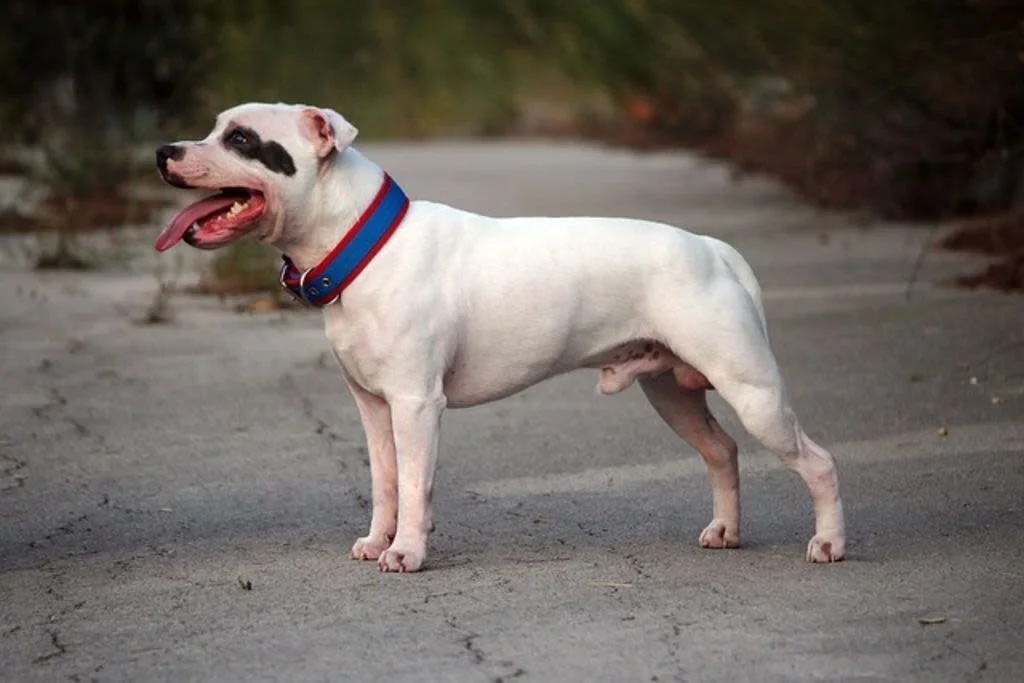 Attività con lo Staffordshire Bull Terrier