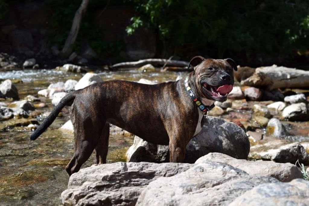 Alimentazione dello Staffordshire Bull Terrier