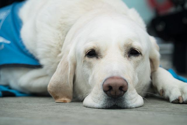 Piometra nel cane: sintomi, diagnosi e trattamento