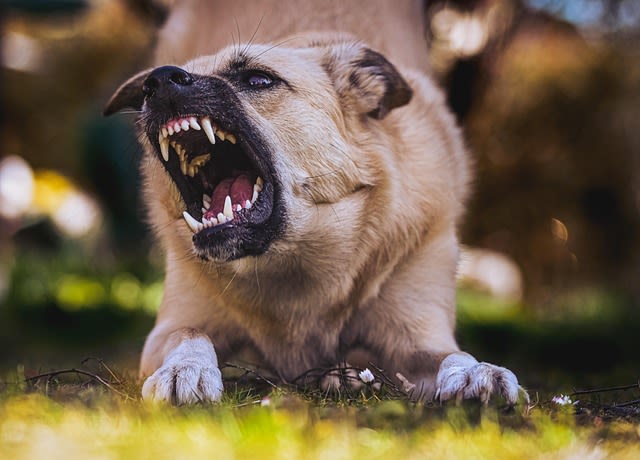 I 20 cani con il morso più forte: classifica e curiosità