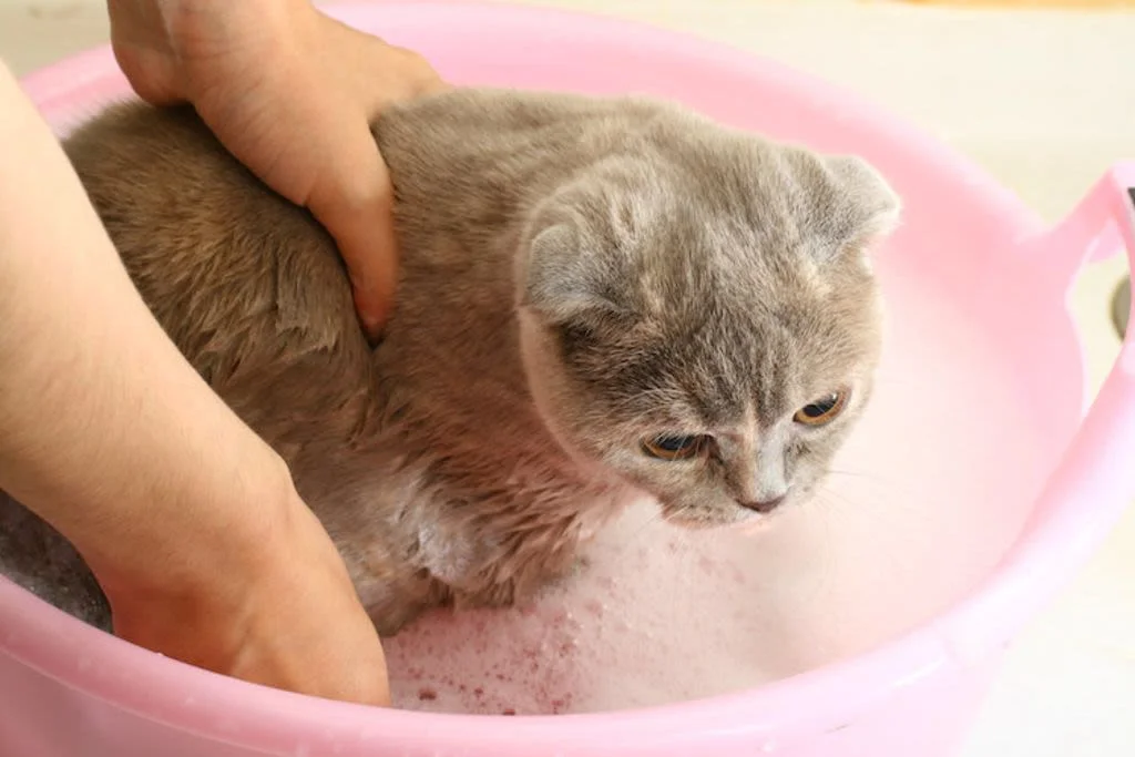 Sant&eacute;vet Italy come lavare il gatto
