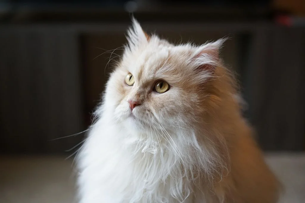 gatto a pelo lungo rosso e bianco