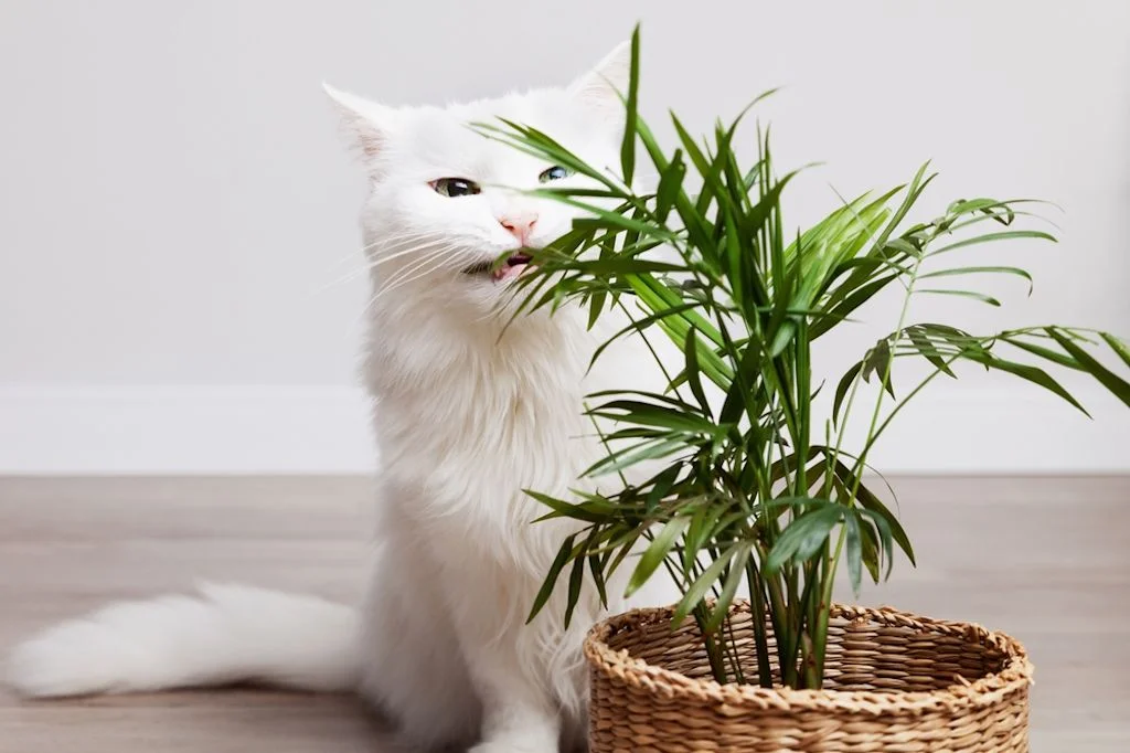 Gatto bianco annusa una pianta in vaso intrecciato