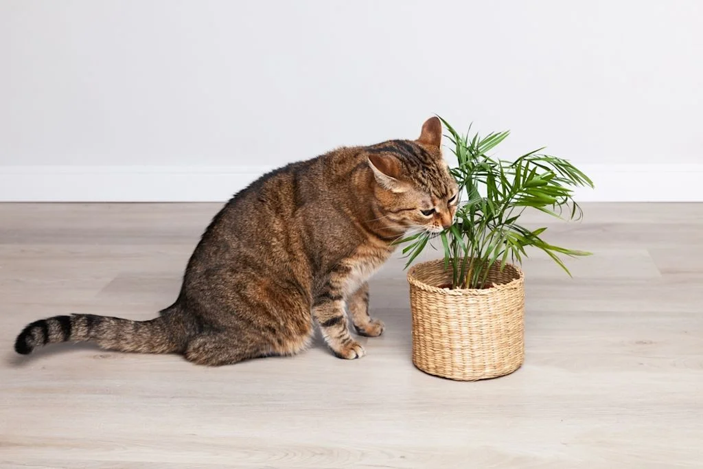 Gatto tigrato marrone avvicina il muso a una pianta