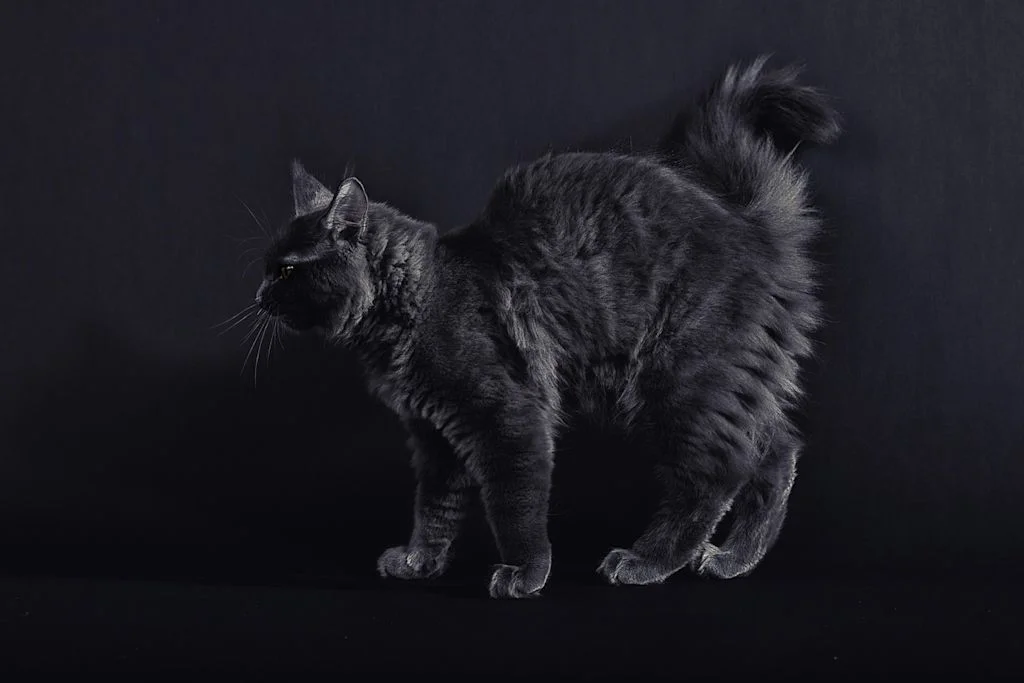 maine coon nero a pelo lungo