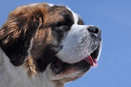La monta del cane: cause e come gestire il comportamento