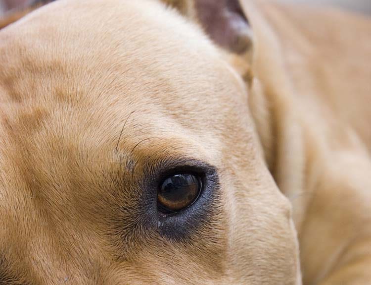 Cataratta nel cane: cause, sintomi e trattamento