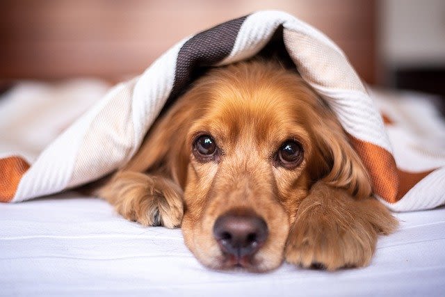 Cane che fischia quando respira: cause, sintomi e quando preoccuparsi