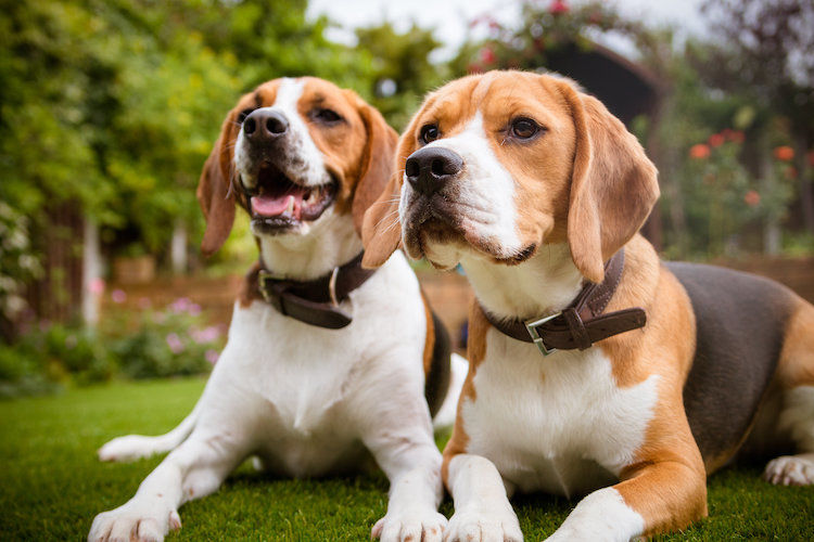 Cane maschio o femmina: differenze e come scegliere