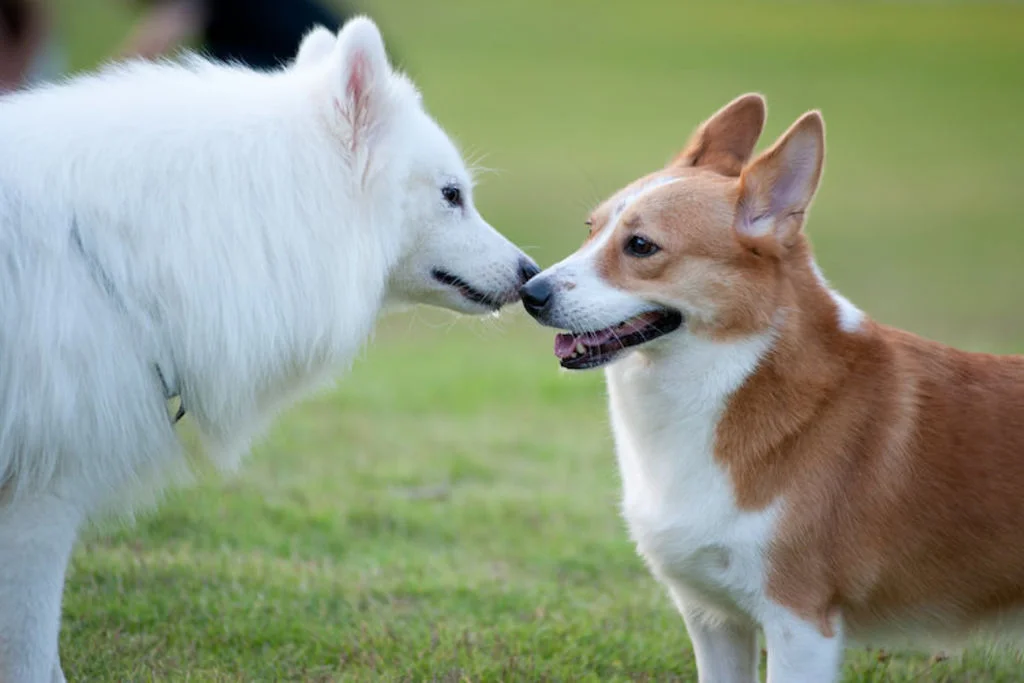 Due cani si salutano affettuosamente