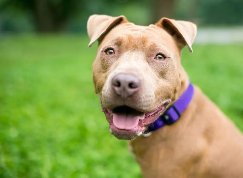 Cane marrone con collare viola