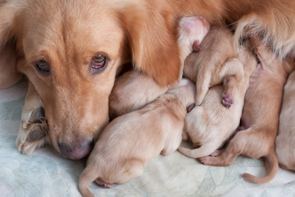 Cagna che allatta i cuccioli