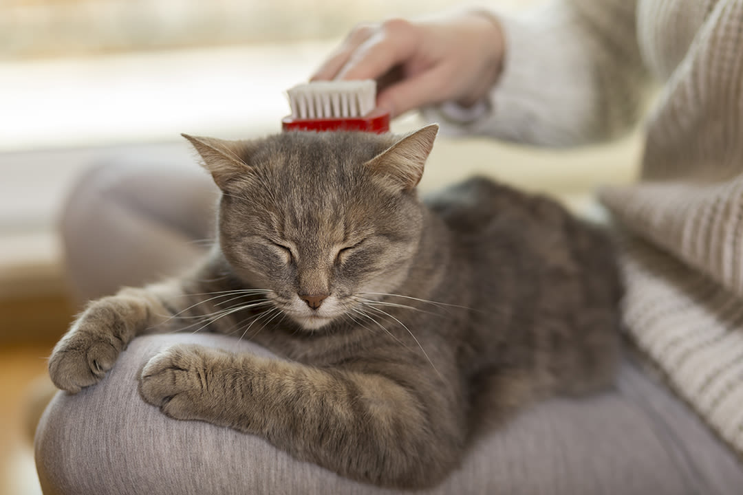 Chat brossage noeud