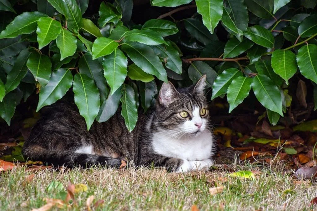 Cucciolata di gattini