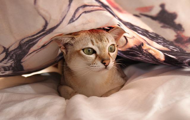 Dormire con il gatto: benefici e rischi