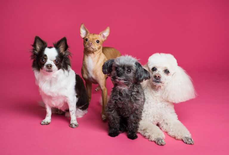 Quanto vive un cane? Aspettativa di vita per razza