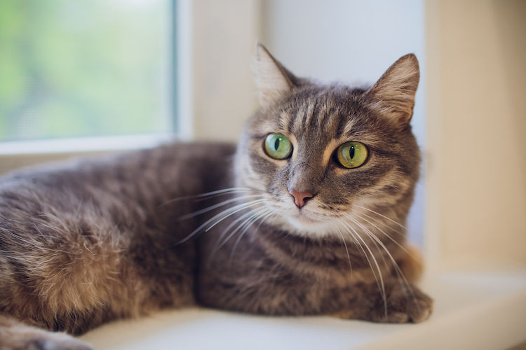Leucemia felina (FeLV): sintomi, vaccino e prevenzione