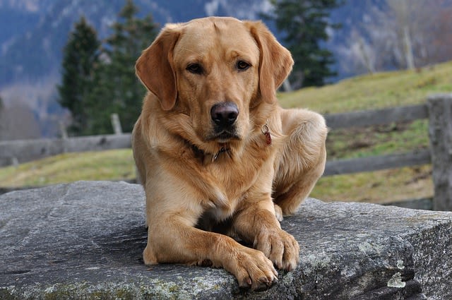 Calli sui gomiti del cane: cosa fare?