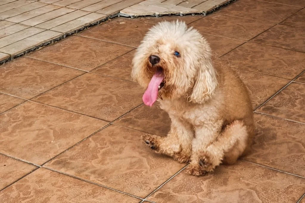 Cane seduto a terra con la lingua fuori
