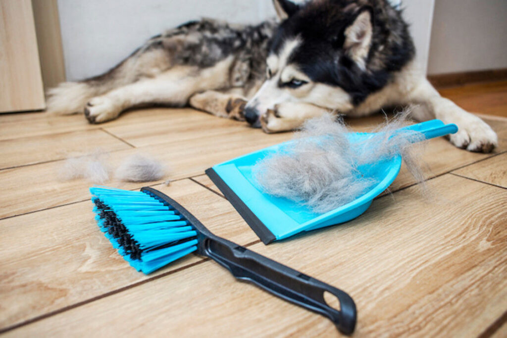 Perdita pelo cane: cause, rimedi e prevenzione