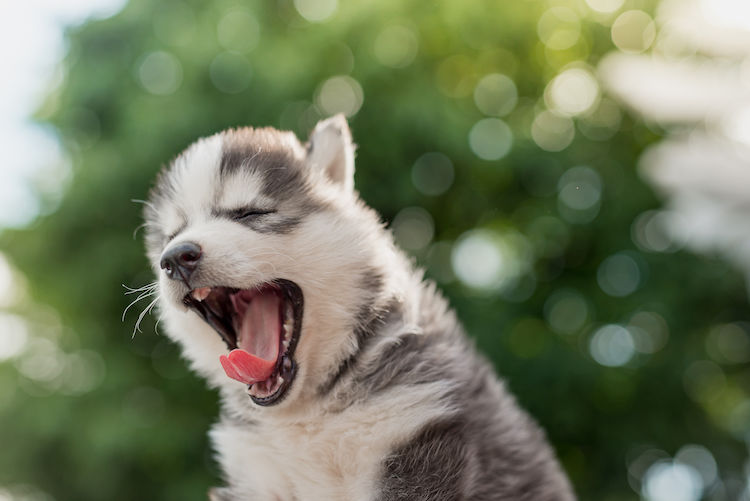 Cane che sbadiglia: cosa significa e quando preoccuparsi