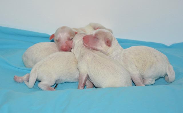 I primi giorni del cucciolo: una fase delicata da osservare con attenzione