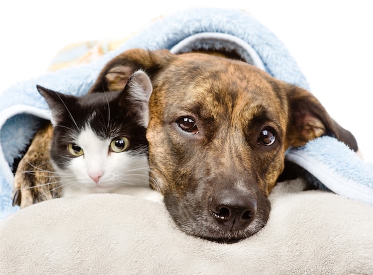 Influenza nel cane e nel gatto: è contagiosa?