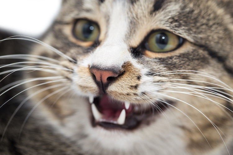 Morso di gatto: cosa fare e quando preoccuparsi
