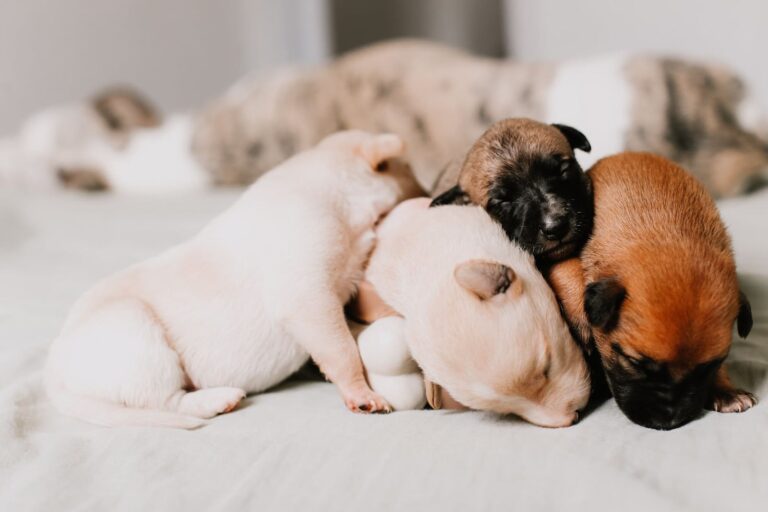 Gravidanza del cane: durata, sintomi e parto della cagna
