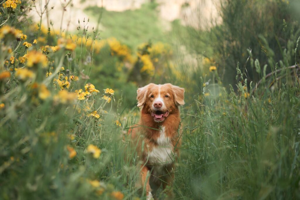 Piroplasmosi cane: sintomi, cura e prevenzione
