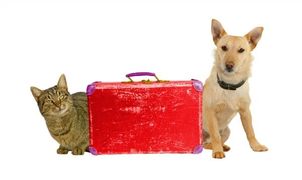 Compagnie aeree che accettano cani in cabina: la guida completa