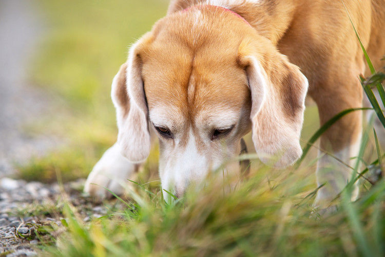 Processionaria e cani: cosa fare in caso di contatto