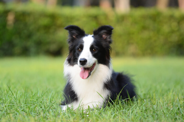 Cane più intelligente: top 10 razze e classifica