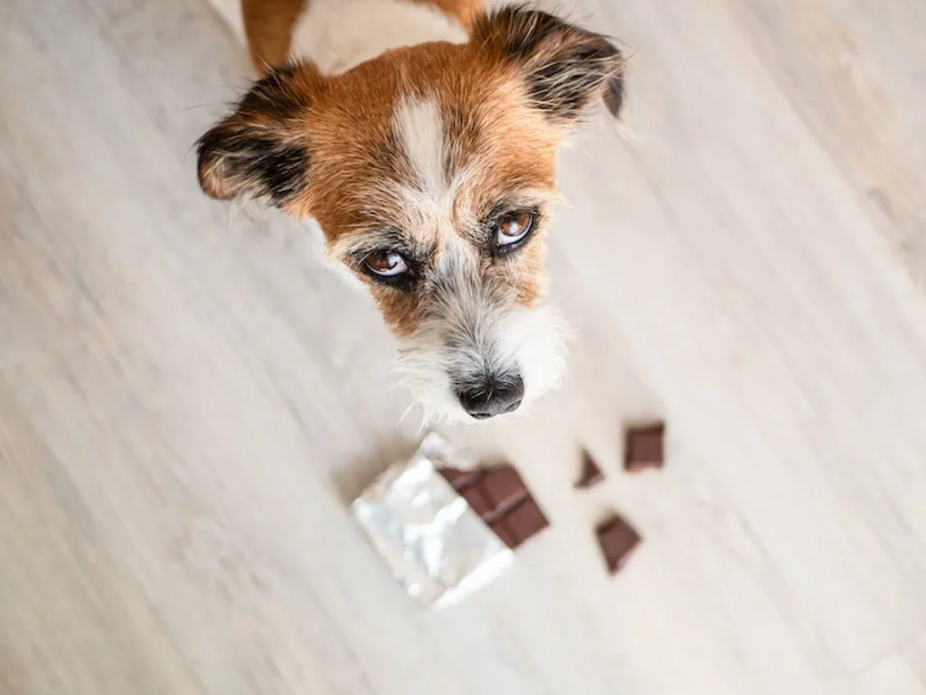 foto 1 avvelenamento da cioccolato nei cani