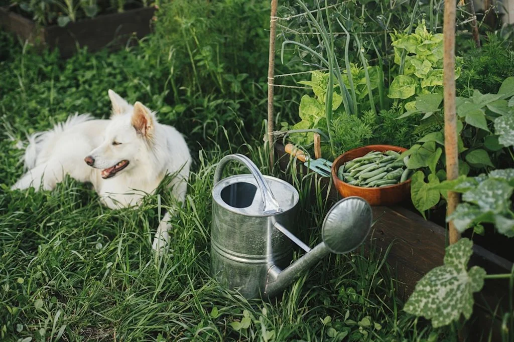 Cane seduto in giardino