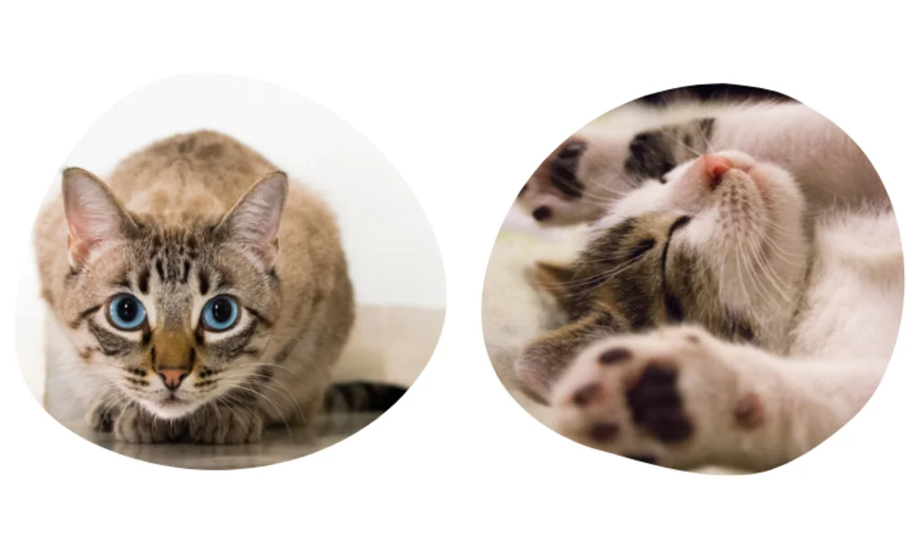Assicurazione gatto