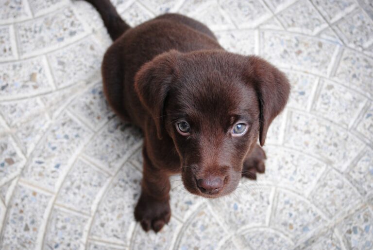Come accogliere un cucciolo in casa